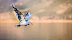 bird-3158784_1920